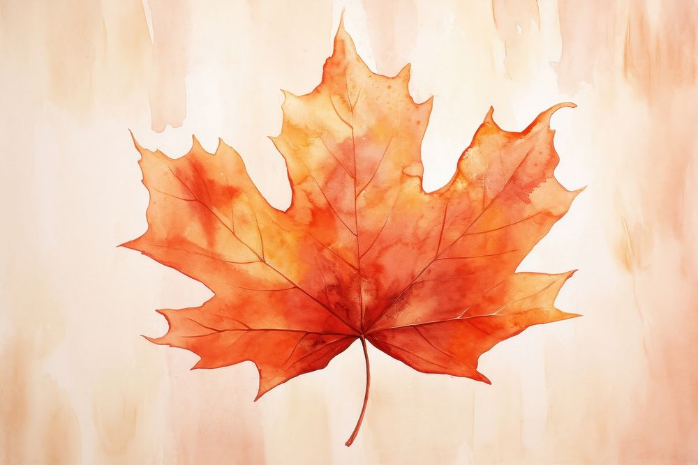 Maple leaf watercolor background backgrounds painting plant.