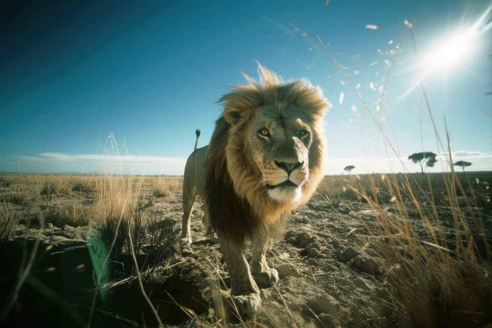A lion photography wildlife outdoors.