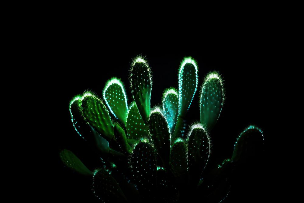 Cactus plant light black.