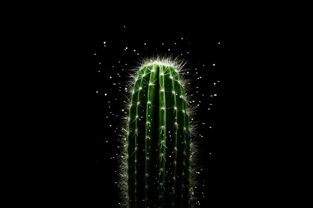 Cactus plant black background illuminated.