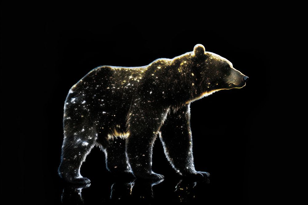 Bear wildlife animal mammal.