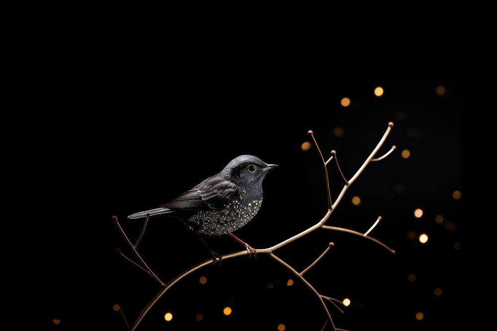 Bird animal nature night.