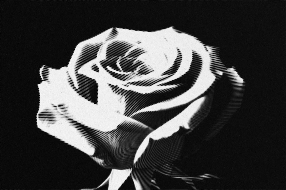Black and white rose, halftone illustration
