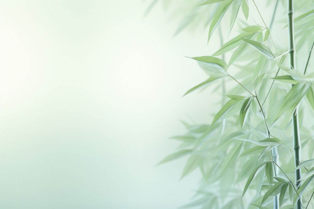 Bamboos gradient background green backgrounds plant.