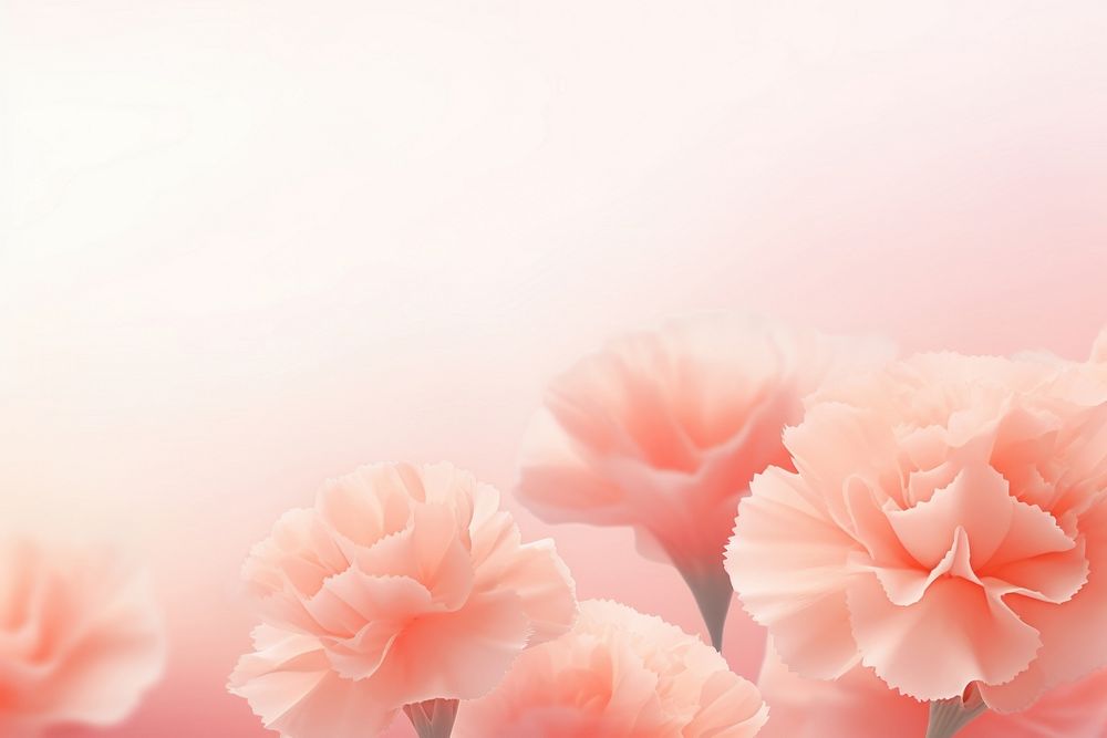 Carnation gradient background backgrounds abstract flower.