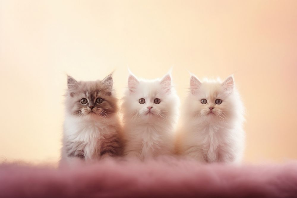 Kitties love gradient background animal mammal kitten.