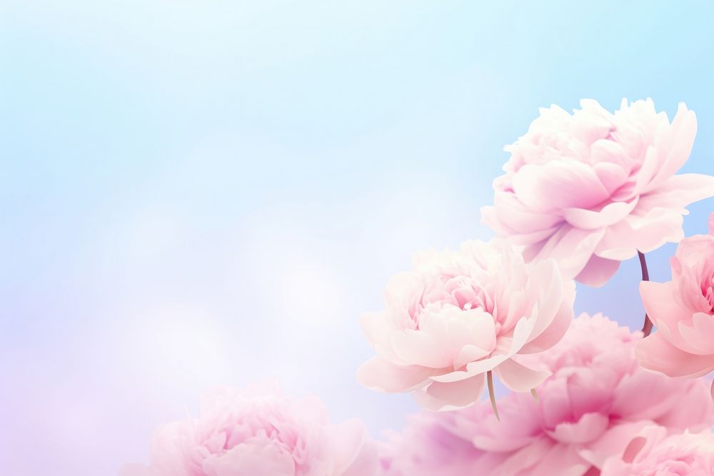 Peonies gradient background backgrounds outdoors blossom.