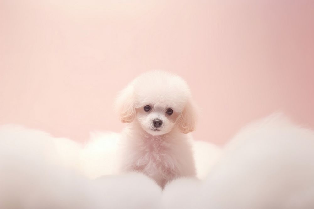 Poodle gradient background animal mammal puppy.