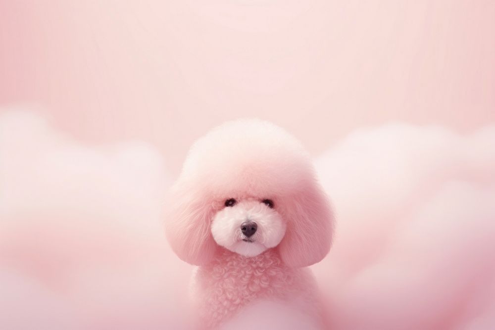 Poodle gradient background mammal animal pink.