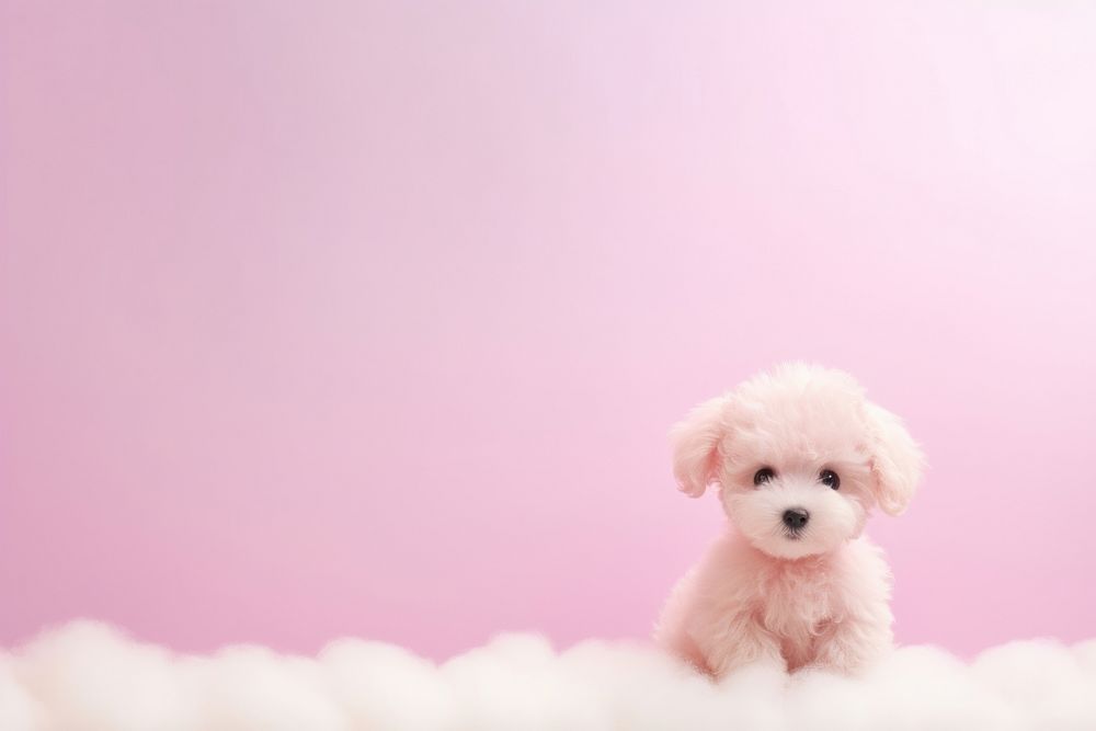 Poodle gradient background mammal animal puppy.