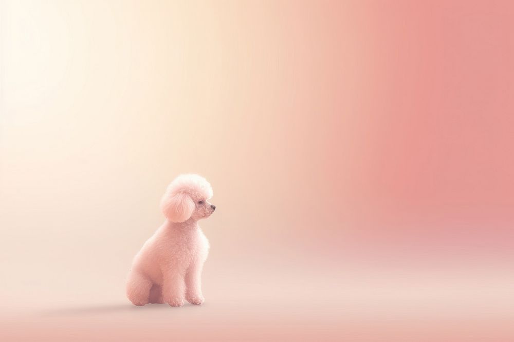 Poodle gradient background animal mammal puppy.