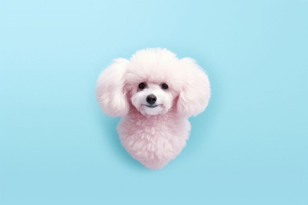 Poodle love gradient background mammal animal puppy.