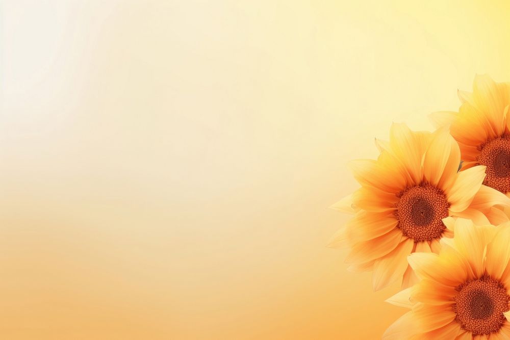Sunflowers wedding gradient background backgrounds abstract petal.