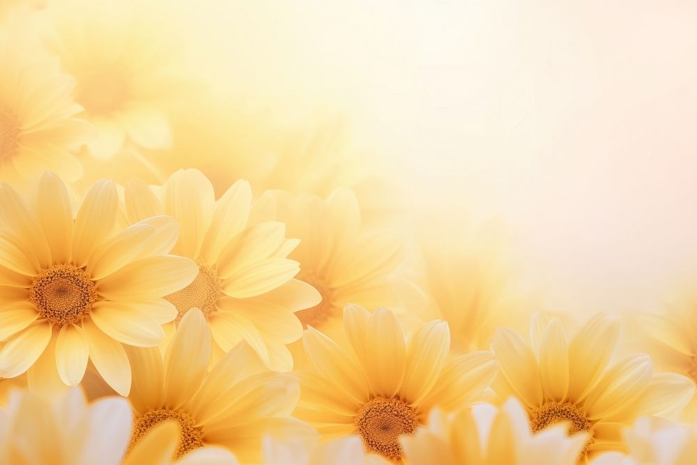 Sunflowers wedding gradient background backgrounds sunlight abstract.