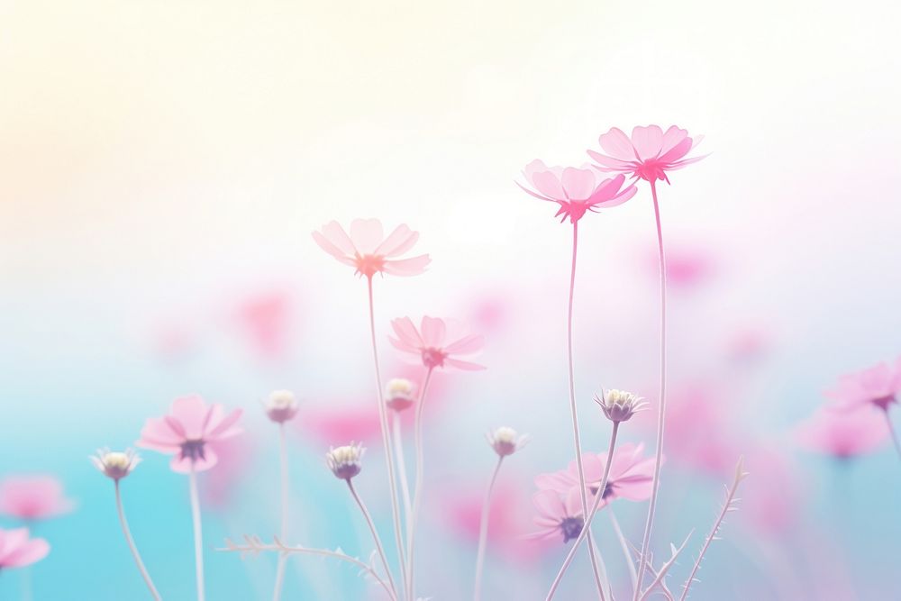 Spring flowers gradient background backgrounds outdoors blossom.