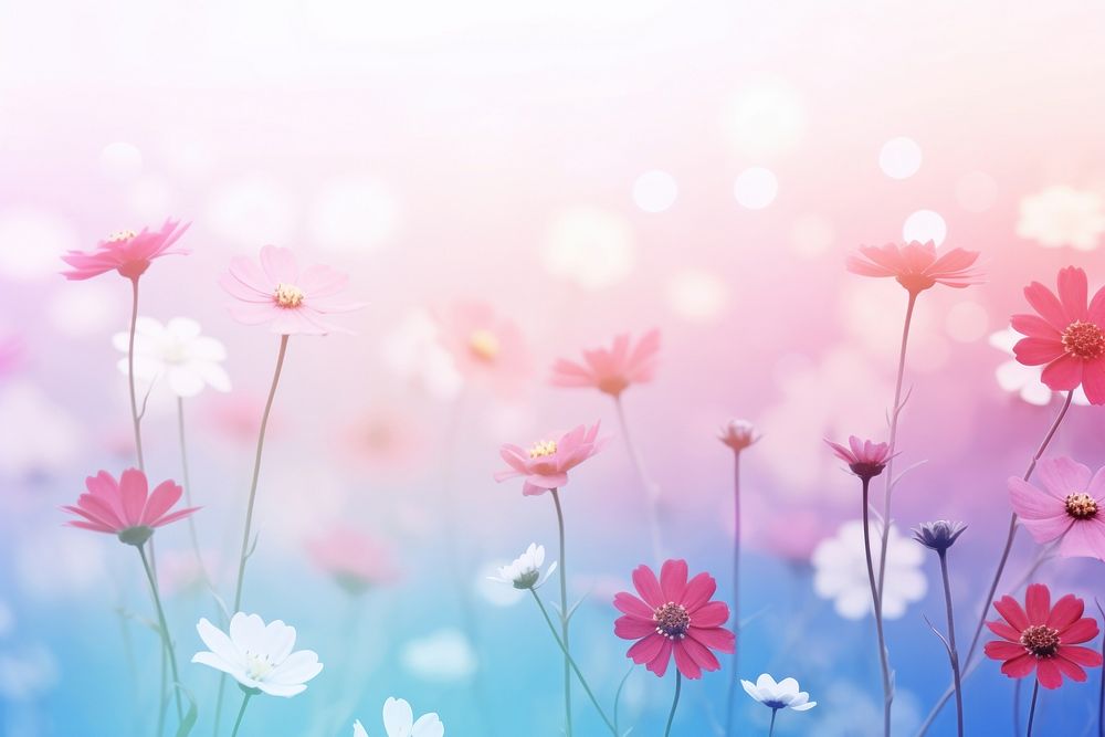 Spring flowers gradient background backgrounds abstract outdoors.