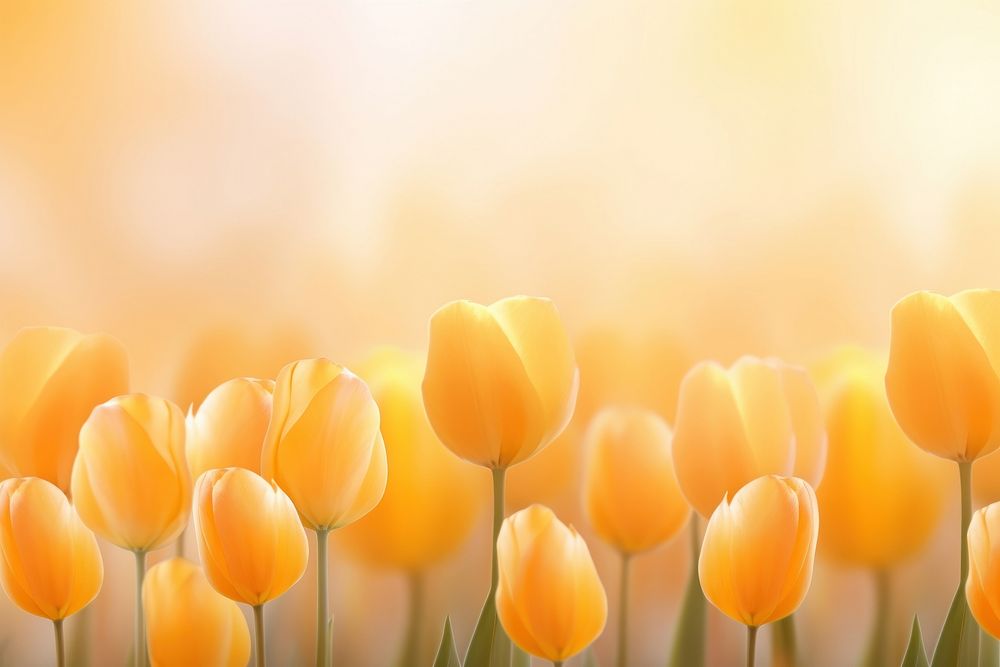 Tulips gradient background backgrounds outdoors flower.