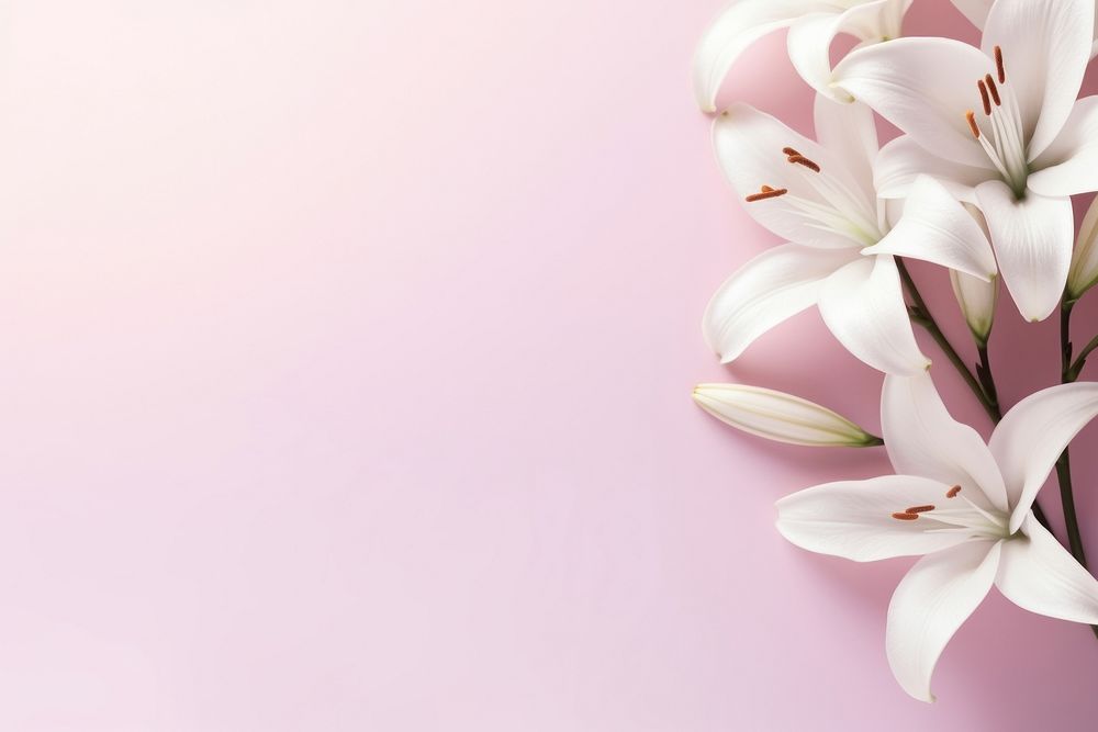 White liliesgradient background backgrounds blossom flower.