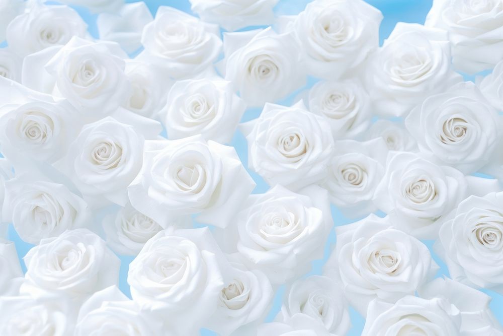 White roses wedding gradient background backgrounds flower petal.