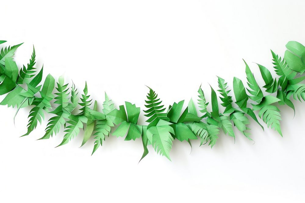 Fern border plant leaf white background.