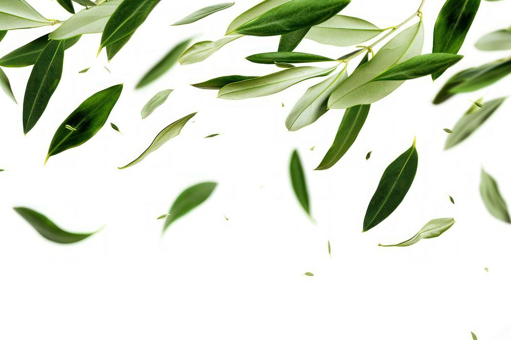 Olive leafs backgrounds plant tree.