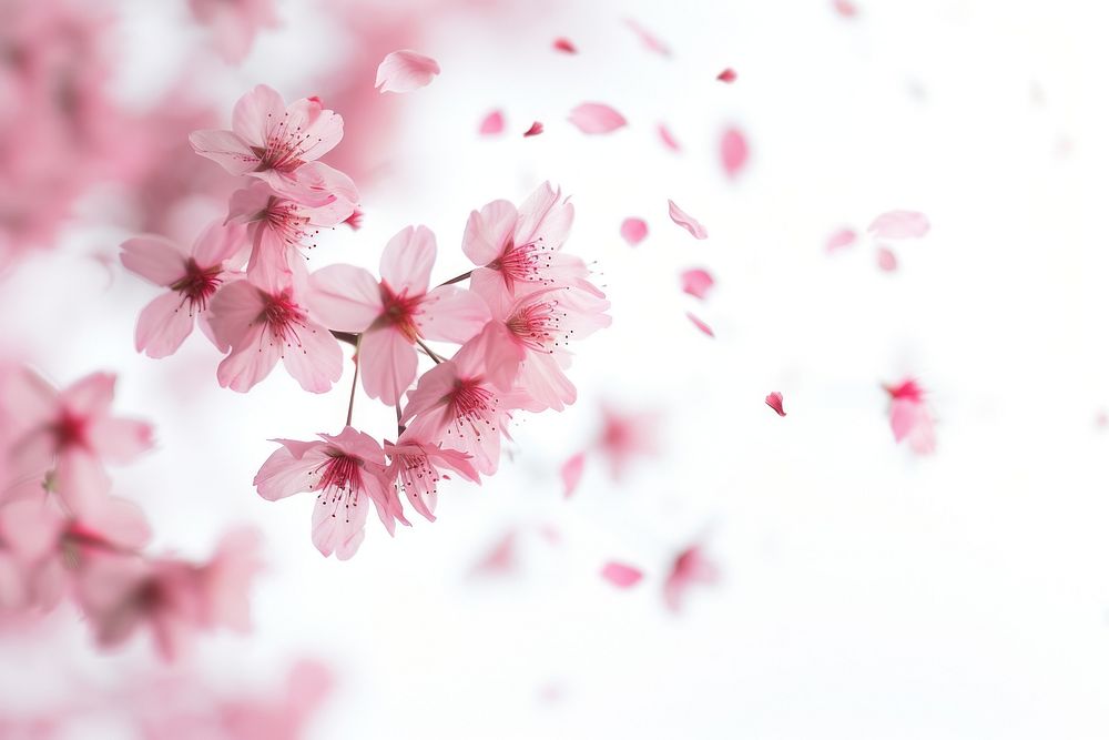 Sakura outdoors blossom flower.