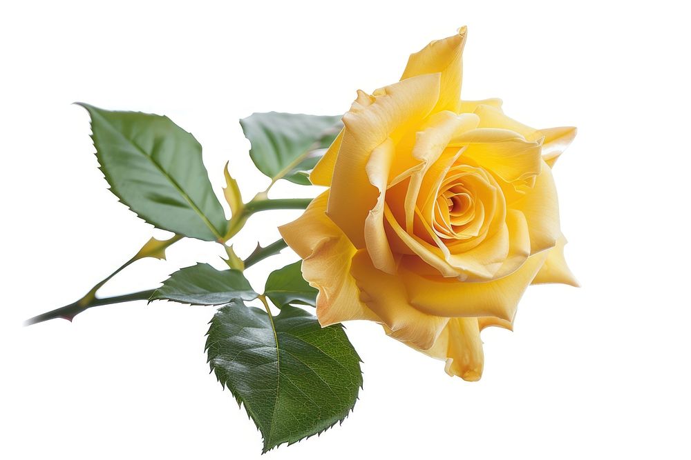 Yellow rose flower plant white background.
