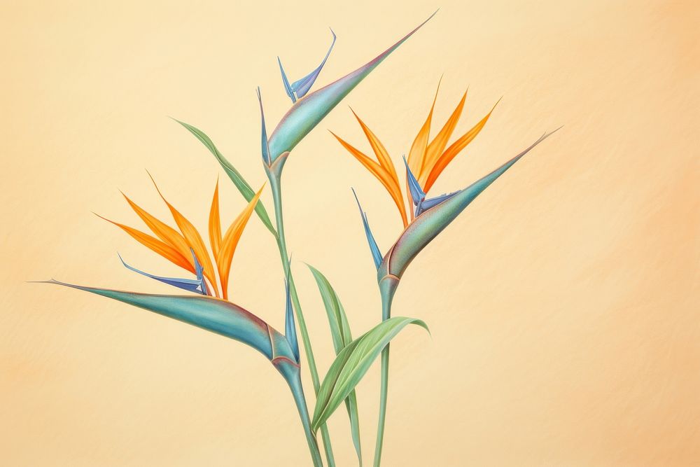 Bird of paradise flower drawing sketch plant.