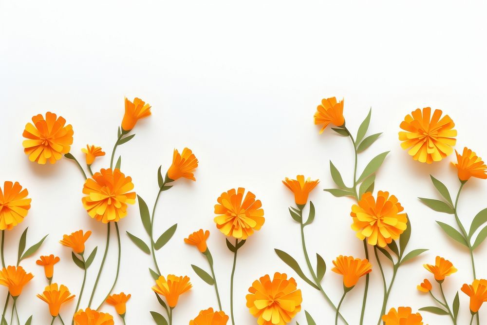 Marigold flowers border backgrounds petal plant.