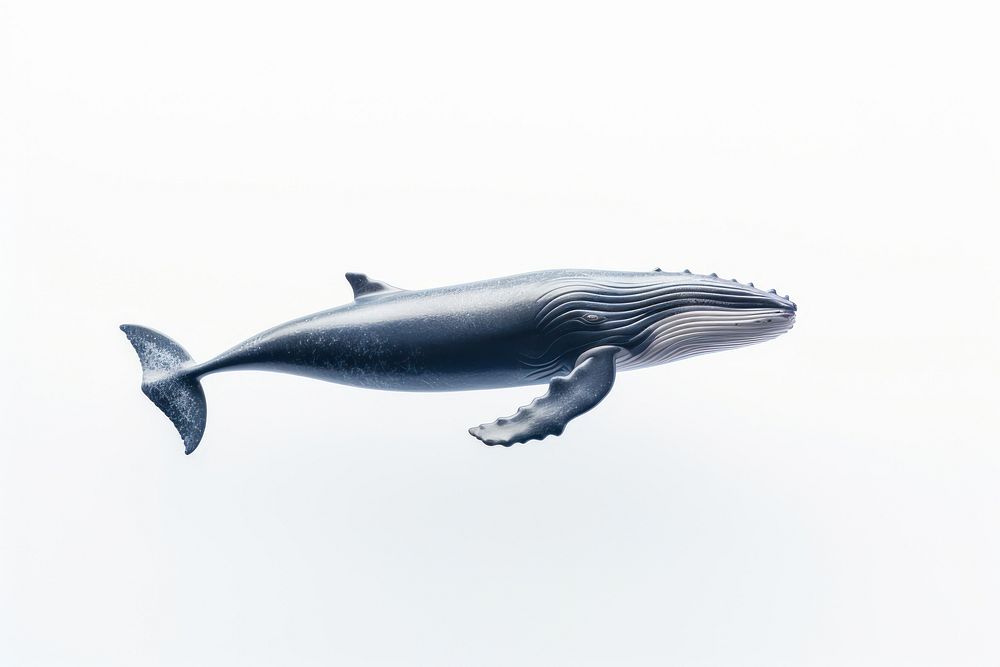 Whale animal mammal fish.