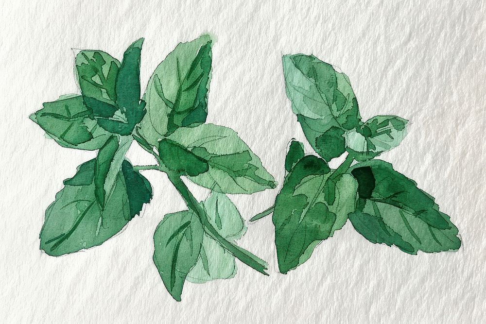 Monochromatic fresh mint leaves plant herbs leaf.
