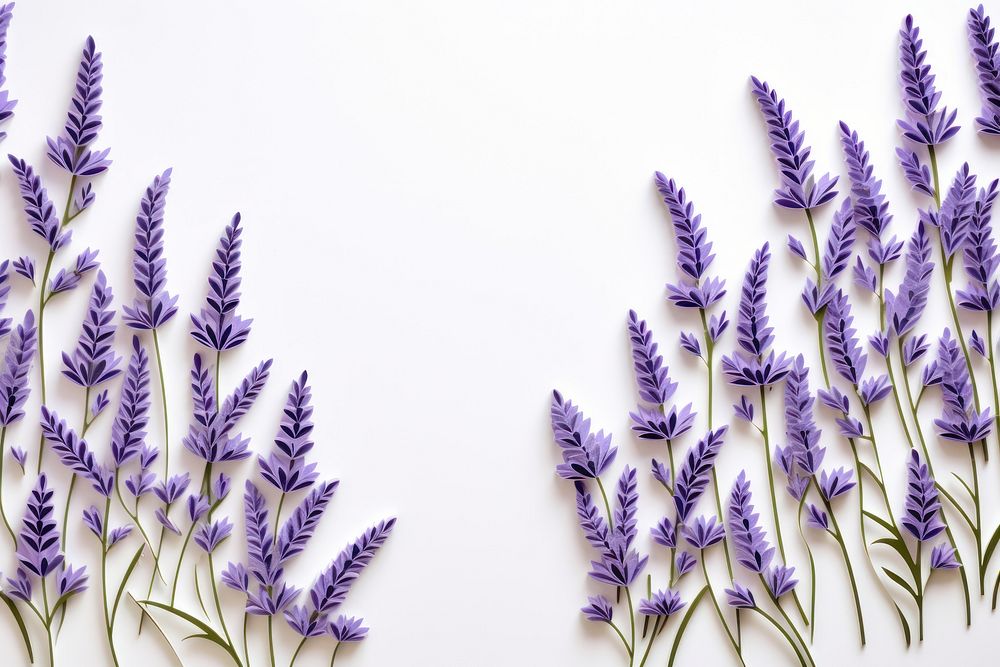 Lavender flowers backgrounds plant white background.