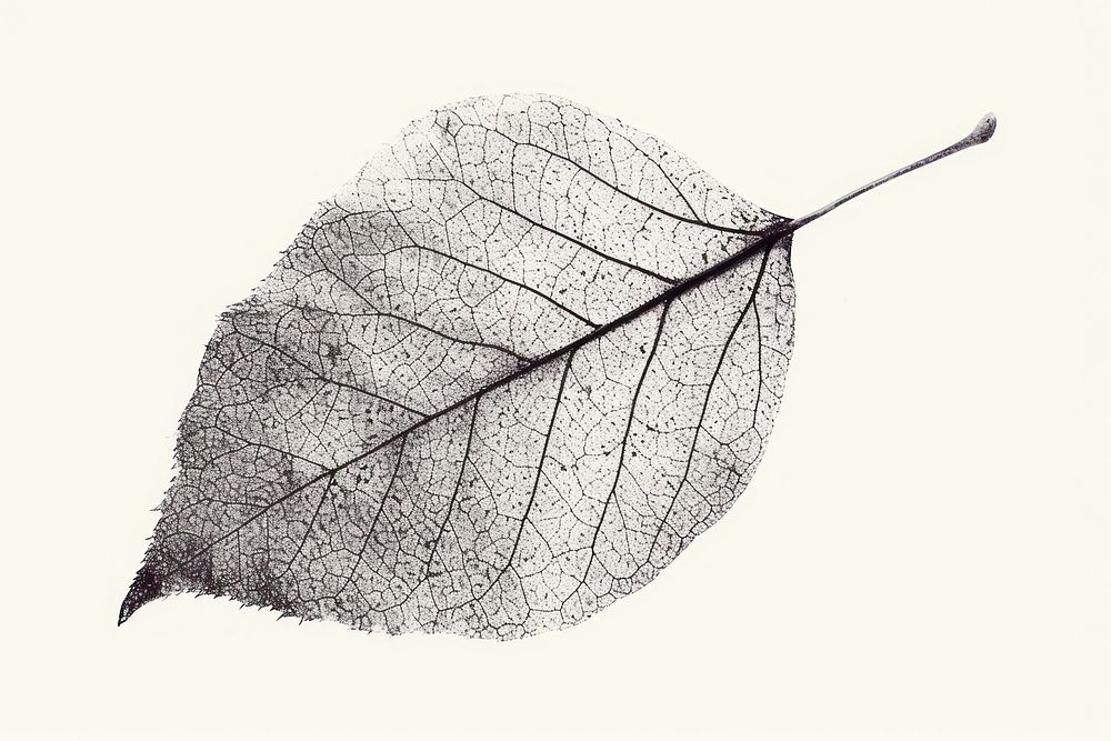 Leaf shape drawing sketch plant.