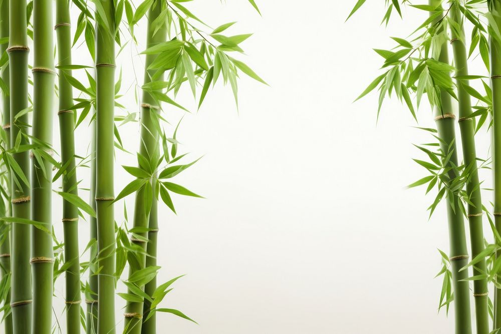 Bamboo backgrounds plant tranquility.