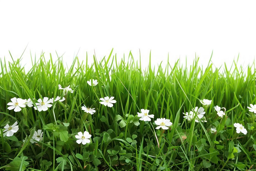 Nature flower grass grassland.