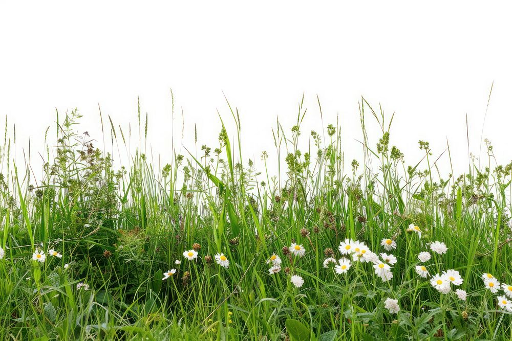 Nature flower grass grassland.