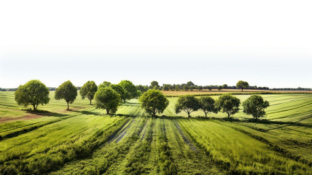 Farmfields landscape trees outdoors nature ground.