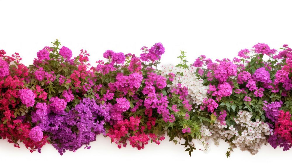 Flower bushes nature border outdoors blossom purple.