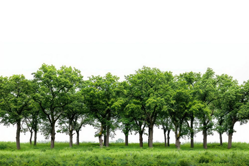 Landscape nature forest grassland.