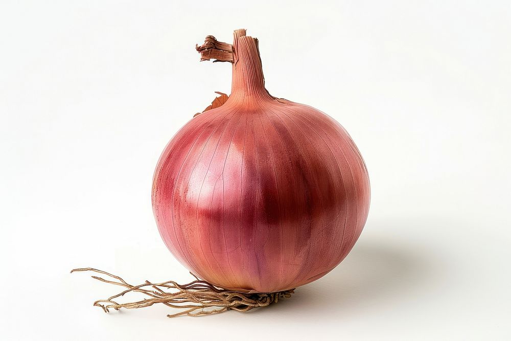 Bulb of onion vegetable shallot plant.