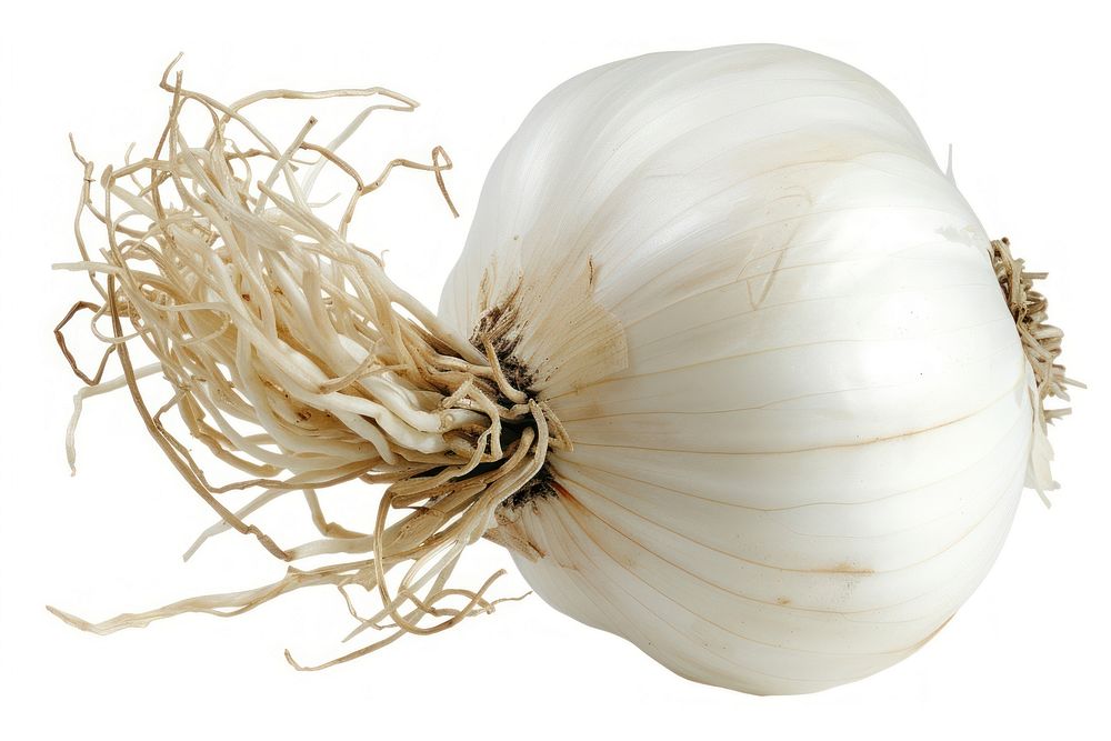 Bulb of white onion vegetable garlic plant.