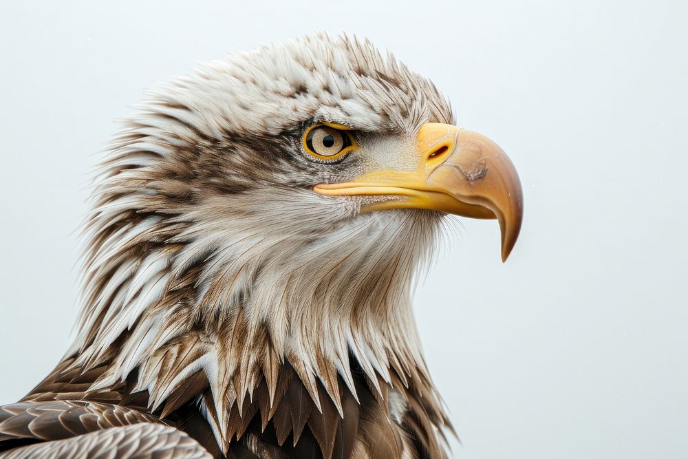 Eagle animal beak bird.