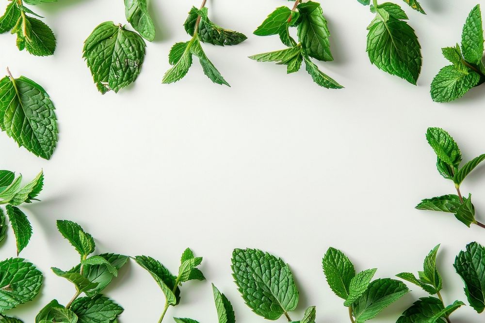 Fresh mint leaves backgrounds plant herbs.