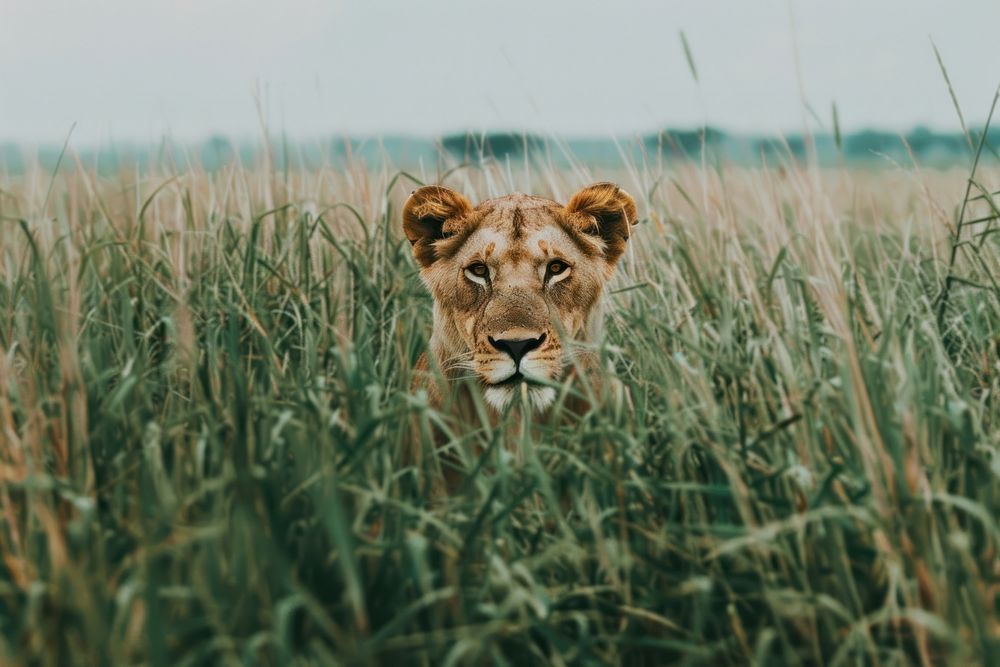 Lion in high grass grassland wildlife outdoors.