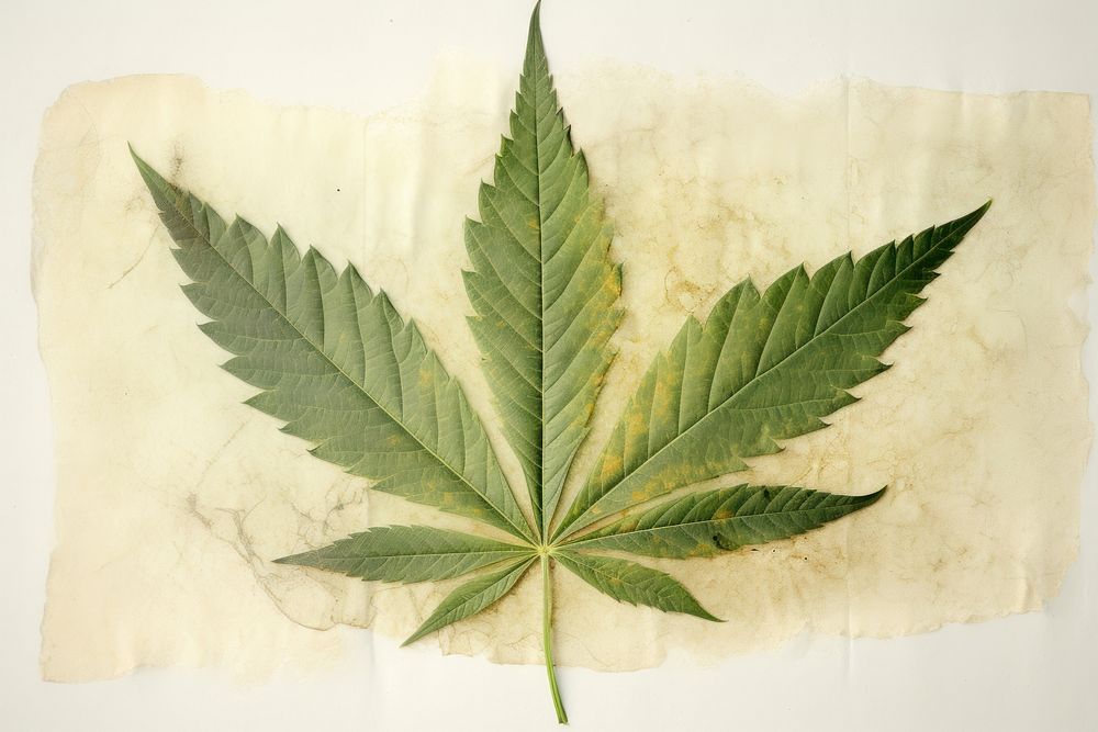 Leaf cannabis plant paper.