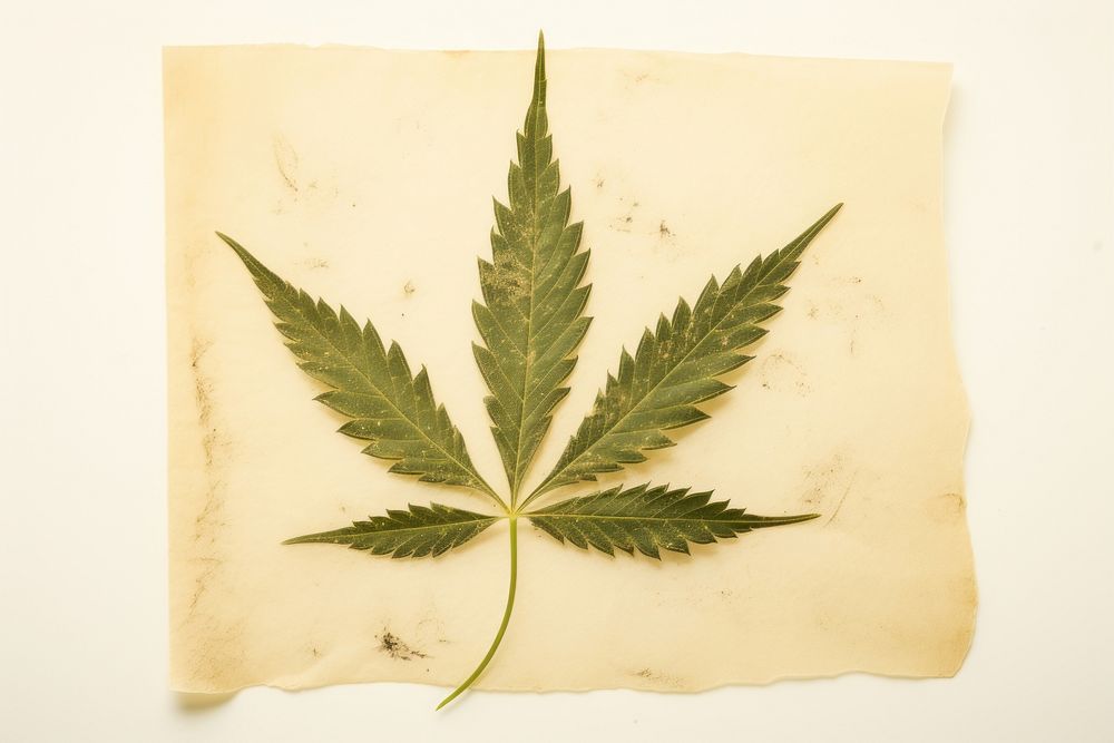 Real Pressed a green cannabis leaf herbs plant paper.