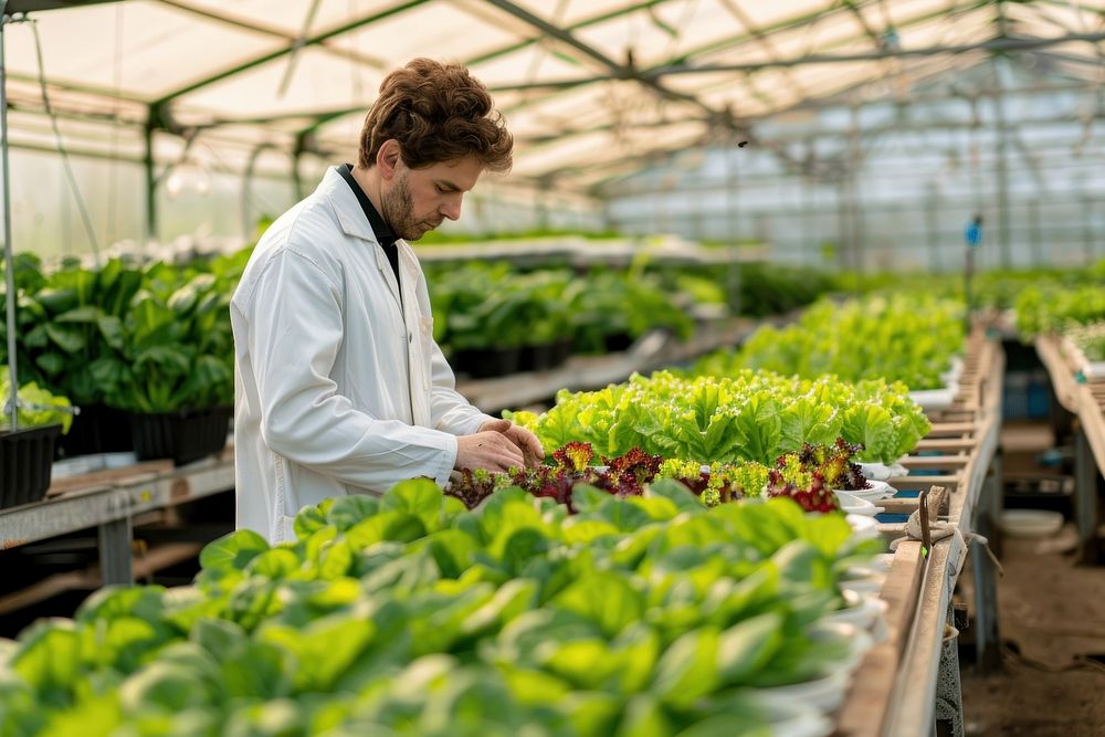 Farm worker in white coat is working in a greenhouse vegetable plant plantation.
