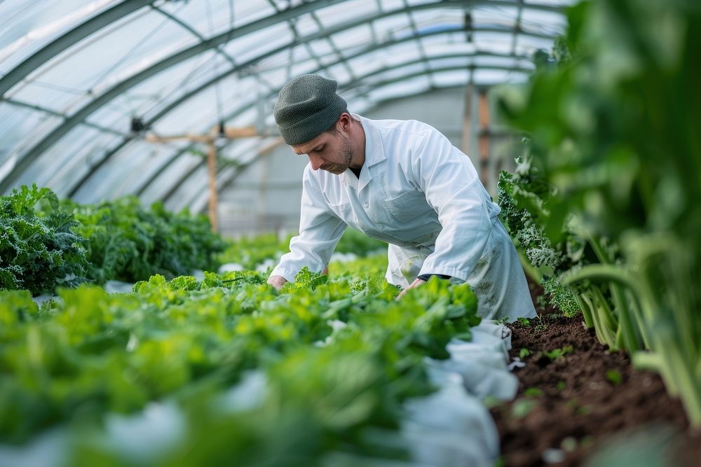 Farm worker in white coat is working in a greenhouse vegetable plant plantation.