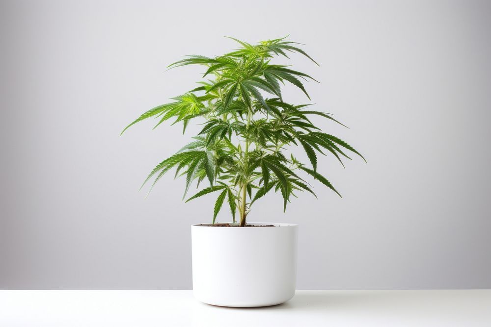 Indoor mini cannabis plant leaf tree houseplant.