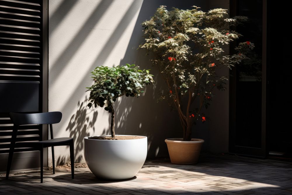 A courtyard outdoors window bonsai.